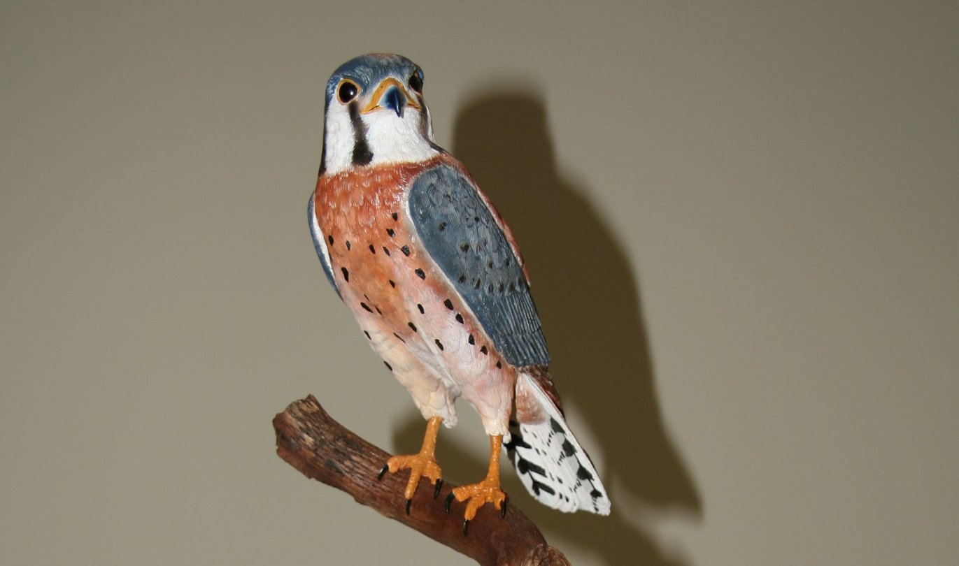 American Kestrel