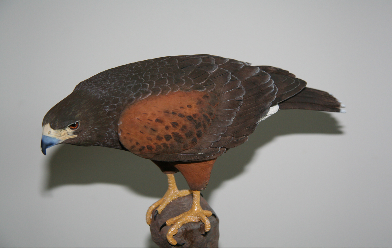 Harris Hawk