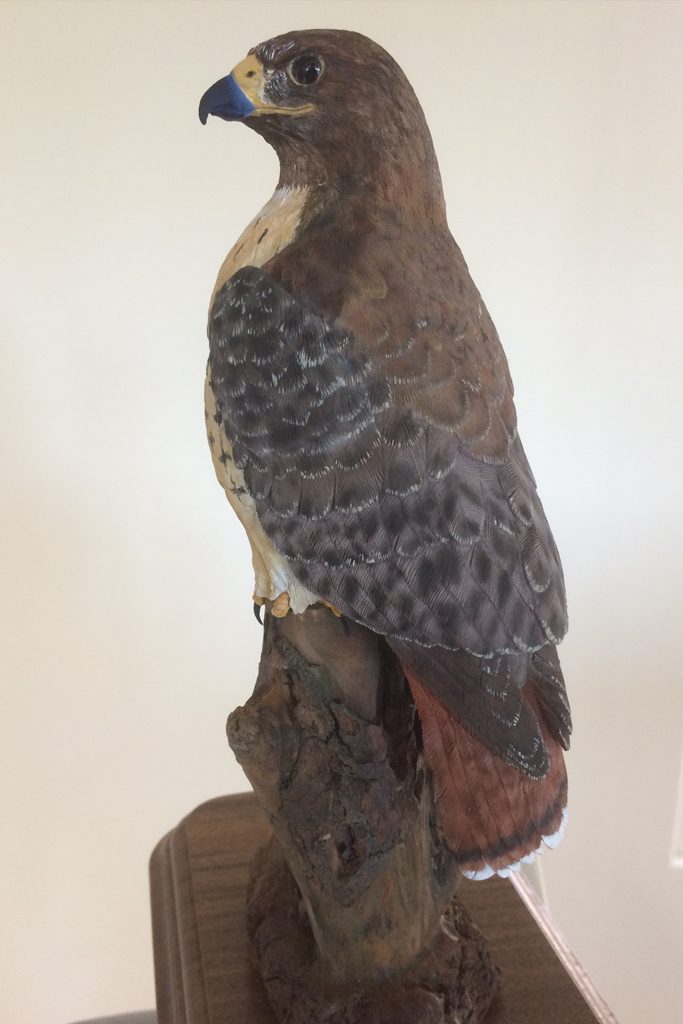 redtail-hawk-2nd-683x1024