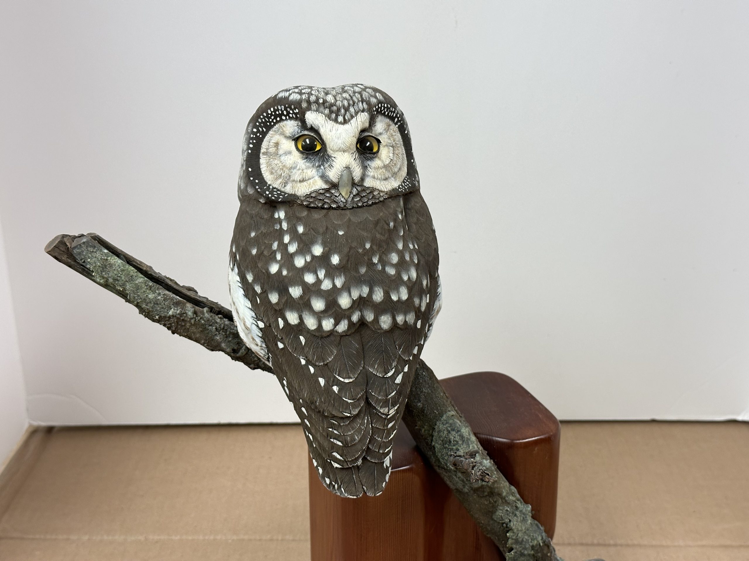 Boreal Owl