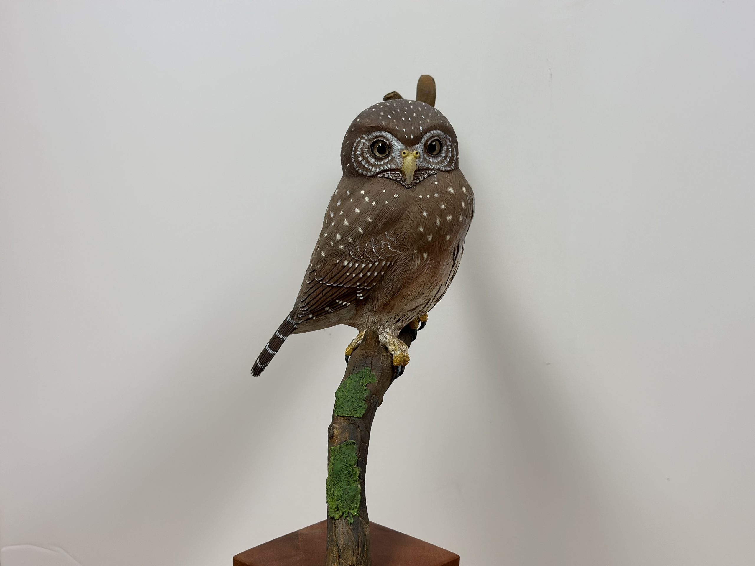 Pygmy Owl