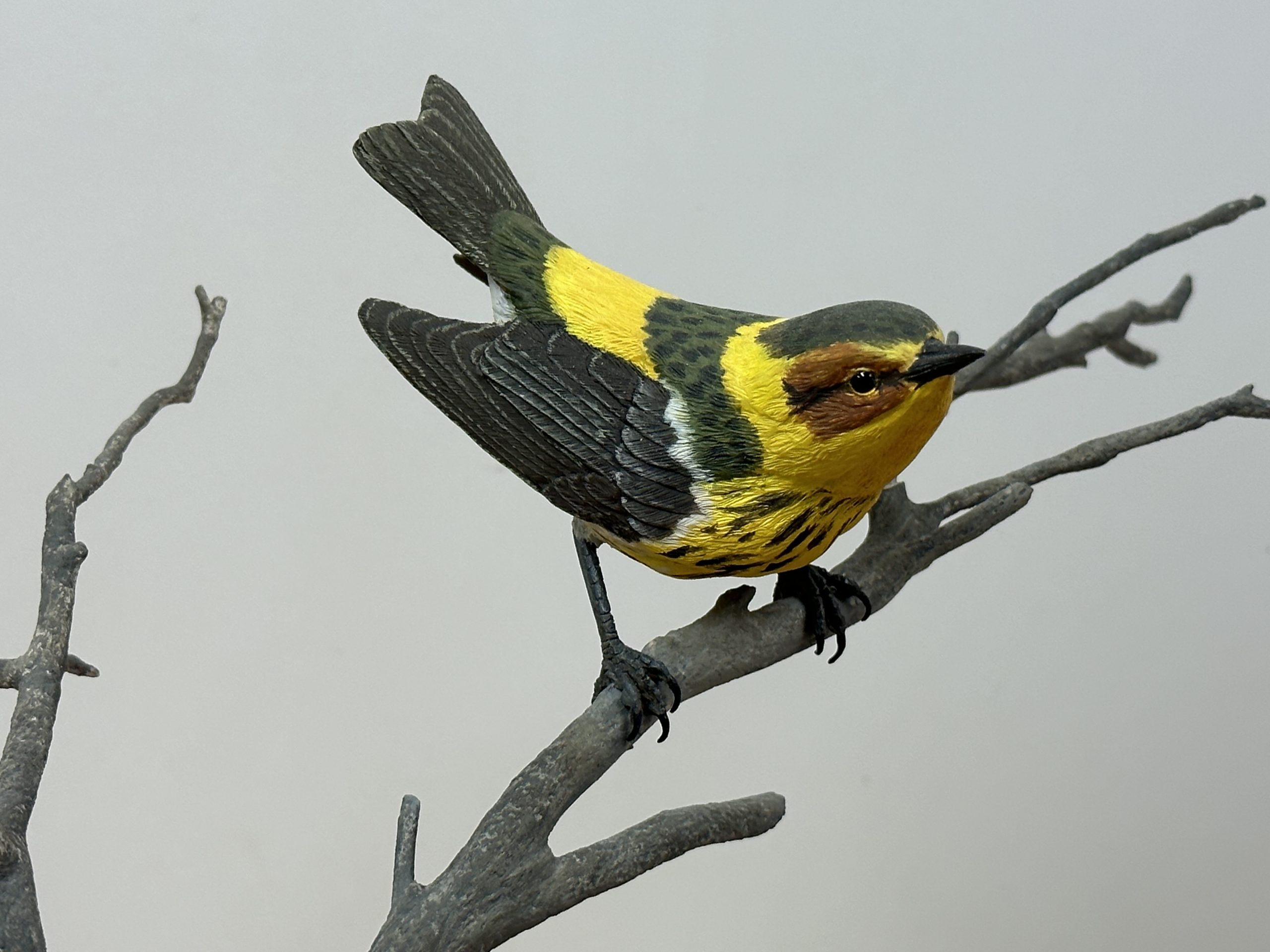 Cape May Warbler