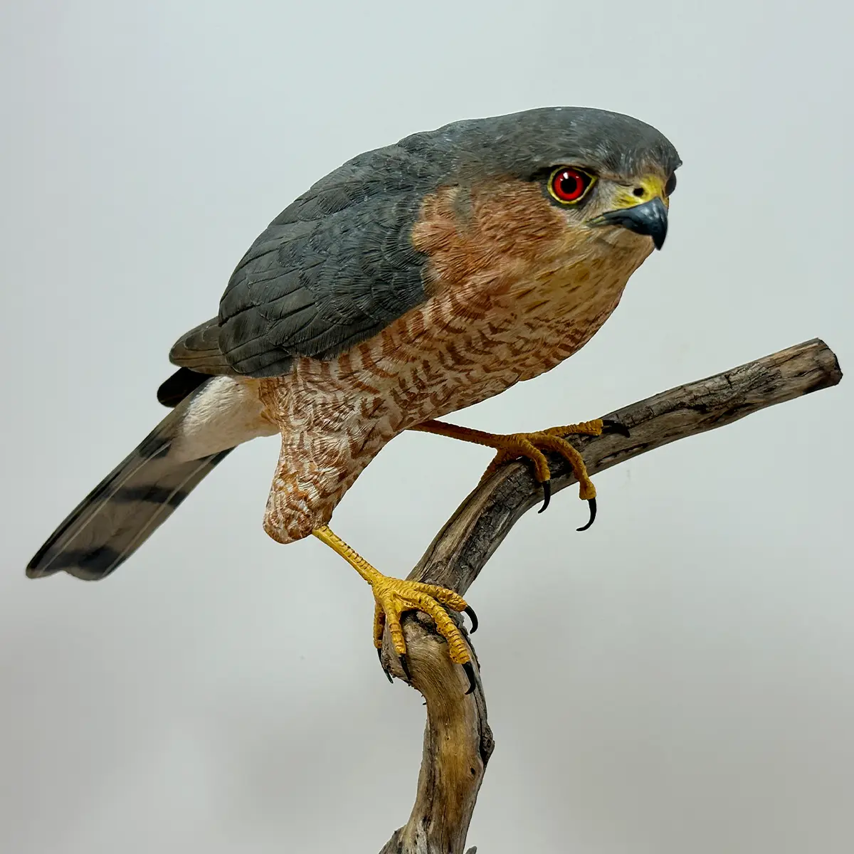 Sharp Shinned Hawk – Bird Wood Carving – Michael Horwitz