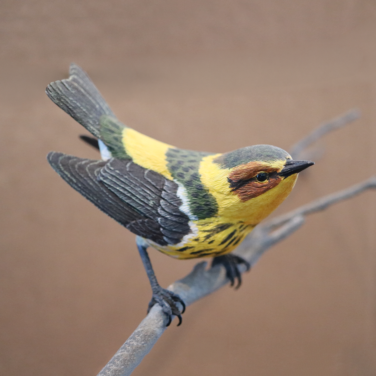 Cape May Warbler – Bird Wood Carving – Michael Horwitz